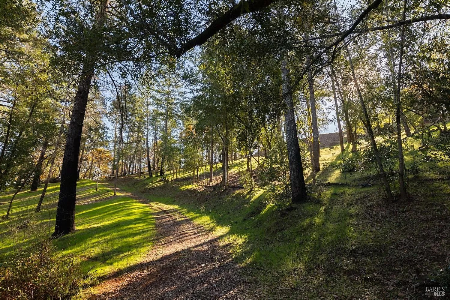 Hiking trail through the redwoods at Fable Sonoma